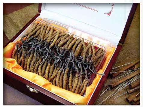 富县冬虫夏草回收